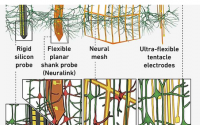 柔性触手电极精确记录大脑活动